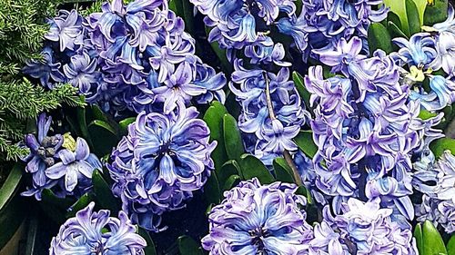 Close-up of purple flowers