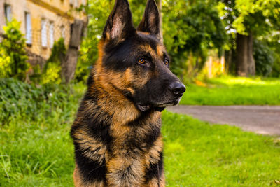 Close-up of a dog looking away