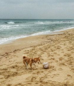 Dog on beach