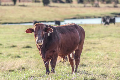 Portrait of horse on field