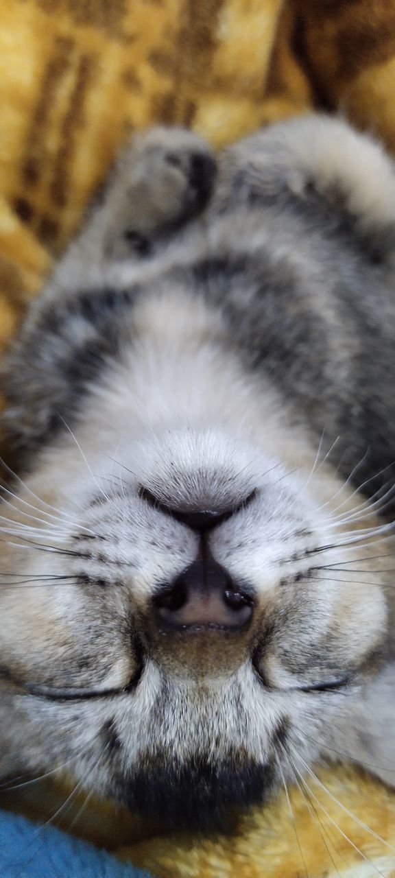 animal, animal themes, mammal, one animal, pet, domestic animals, cat, feline, domestic cat, close-up, nose, whiskers, animal body part, felidae, relaxation, animal head, no people, small to medium-sized cats, focus on foreground, eyes closed, portrait, snout, indoors