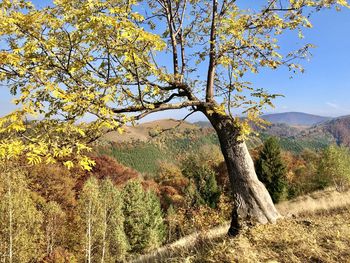 Tree by mountain against sky