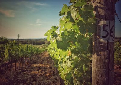 Close-up of vineyard against sky