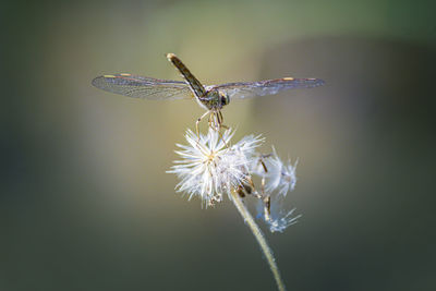 Close-up of insect on flower