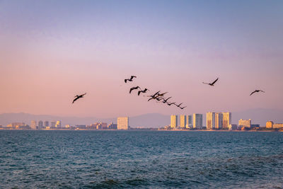 Birds flying over sea against clear sky