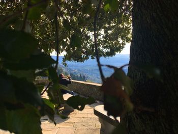 Shadow of tree on mountain