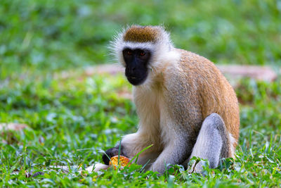 Monkeys sitting on field