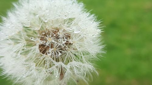 Close-up of water drops on flower