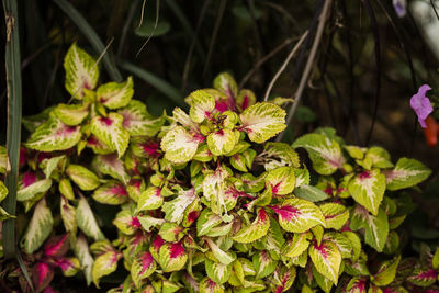 Close-up of pink flowering plants