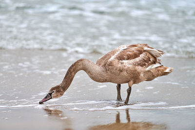 Young brown colored white swan feeding and fishing on sea. swan chick with brown feathers