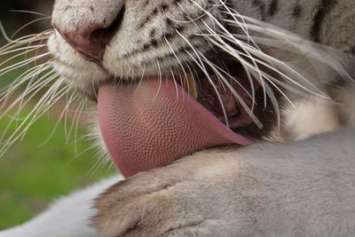 Close-up of tiger licking paw