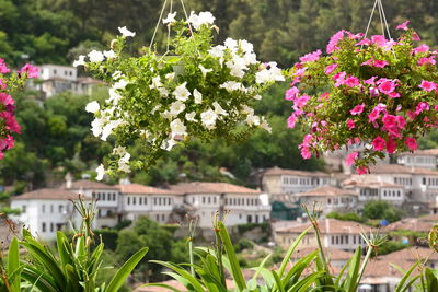 Flowering plants by buildings in city