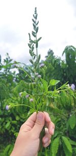 Midsection of person holding plant