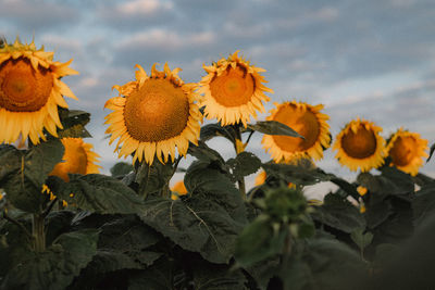 Close-up of yellow flowering plants against sky