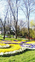 View of flower trees