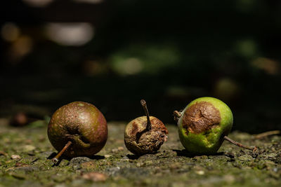 Close-up of fruits growing on plant