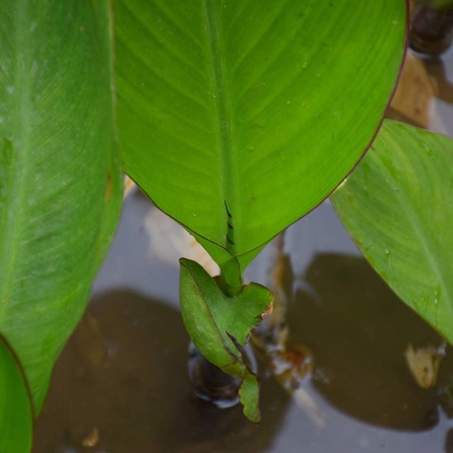 leaf, green color, growth, close-up, plant, water, leaves, nature, freshness, leaf vein, focus on foreground, green, selective focus, beauty in nature, no people, pond, day, high angle view, outdoors, wet