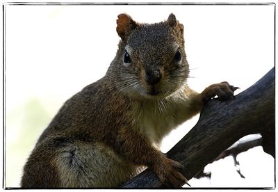 Close-up of squirrel sitting on rock