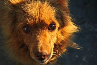 Close-up portrait of a dog