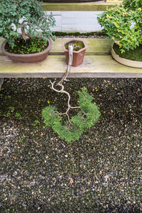High angle view of potted plants in yard