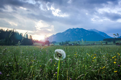 Scenic view of grassy field against cloudy sky