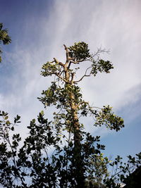 Low angle view of tree against sky