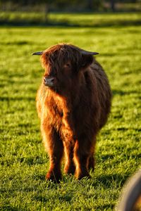 Close-up of pig standing on field