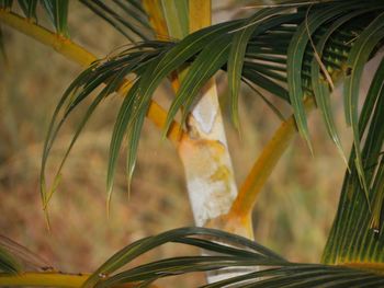 Close-up of plant