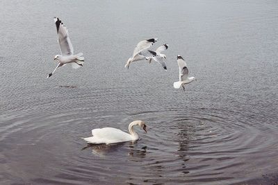 Birds swimming in water