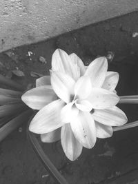 Close-up of frangipani blooming outdoors