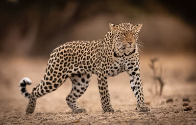 animal