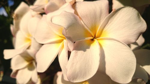 Close-up of white flowering plant in park