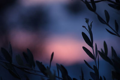 Close-up of silhouette plants against sunset sky