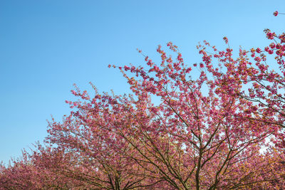 Low angle view of cherry tree against blue sky