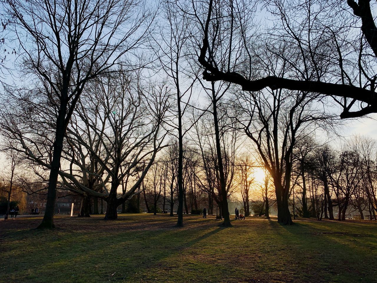 BARE TREES ON FIELD DURING SUNSET