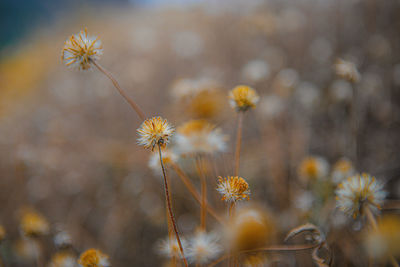Close-up of wilted plant on field