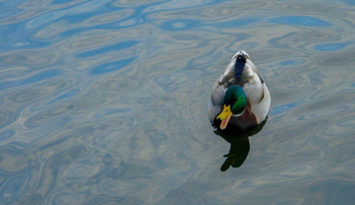 Duck swimming in lake