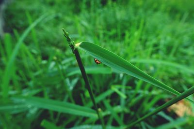 Close-up of insect on grass