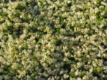 Full frame shot of plants growing on field