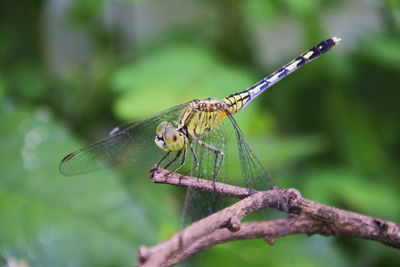 Close-up of dragonfly on plant