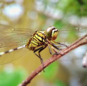 Close-up of dragonfly on leaf