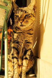 Close-up of a cat looking away