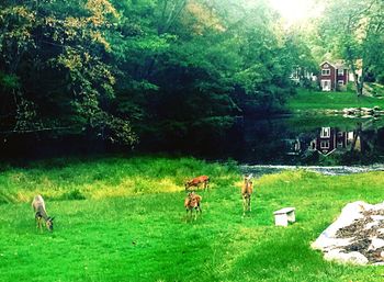 Cows on grassy field