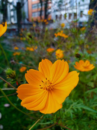 Close-up of yellow cosmos flower