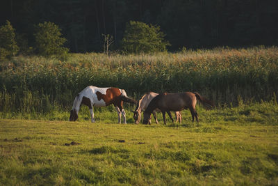 Horses grazing in a field