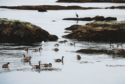 Swans swimming in lake