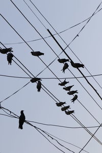 Low angle view of birds perching on cable