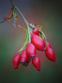 Close-up of red berries growing on tree