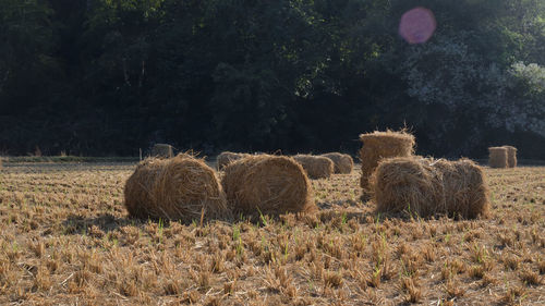 Hay bales on field against sky