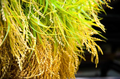 Close-up of plant against blurred background